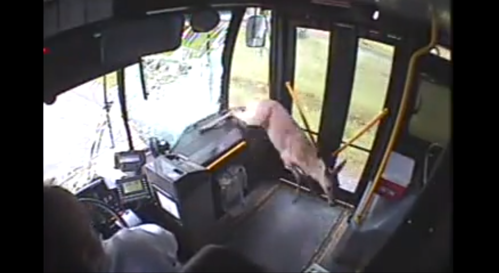 Busschauffören försöker hitta en säkert ställe att stanna bussen.
